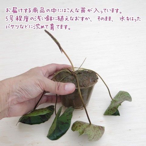 ムカゴ（苗） | 花、ガーデニング のおすすめ人気商品一覧 通販