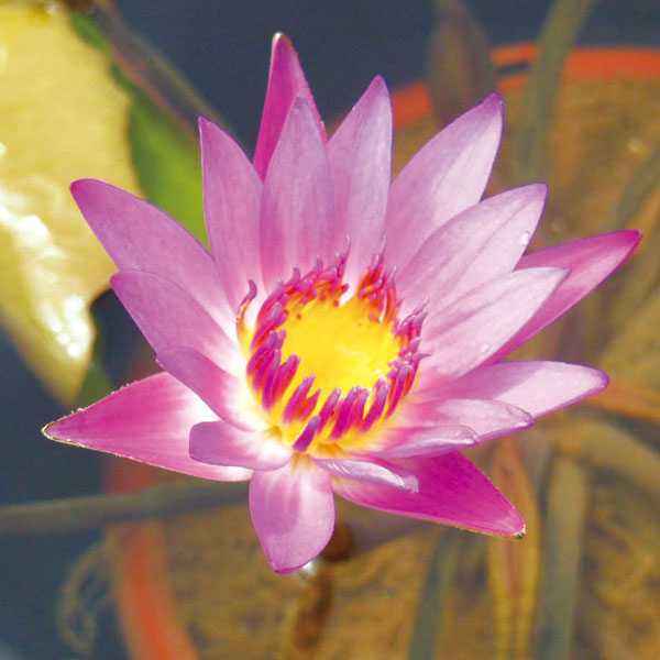 ムカゴ（苗） | 花、ガーデニング のおすすめ人気商品一覧 通販