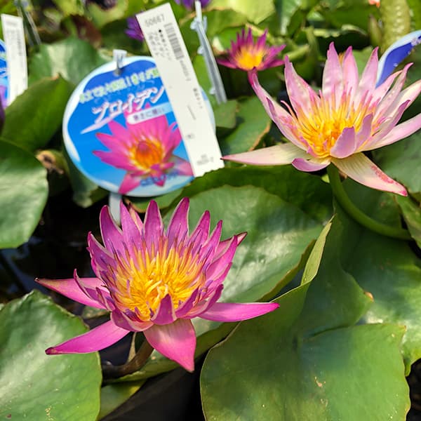 ムカゴ（苗） | 花、ガーデニング のおすすめ人気商品一覧 通販