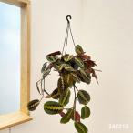 観葉植物/マランタ:レウコネウラ 6号吊り鉢の詳細画像1
