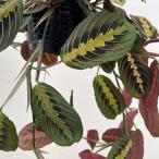 観葉植物/マランタ:レウコネウラ 6号吊り鉢の詳細画像2