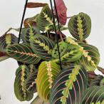 観葉植物/マランタ:レウコネウラ 6号吊り鉢の詳細画像3