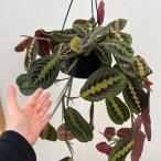 観葉植物/マランタ:レウコネウラ 6号吊り鉢の詳細画像4