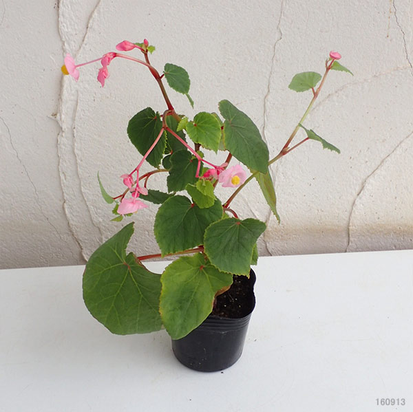 山野草の苗 シュウカイドウ(秋海棠) ピンク3...の詳細画像1