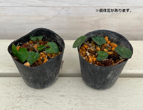 山野草の苗 ヒメリュウキンカ(八重咲き) ラガ...の詳細画像3