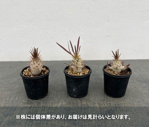 観葉植物 パキポディウム グラキリス 2.5号（実生苗） : 園芸ネット