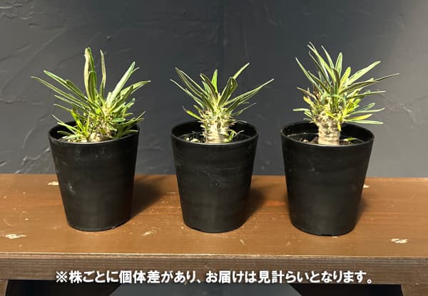観葉植物 パキポディウム グラキリス 2.5号（実生苗） : 園芸ネット