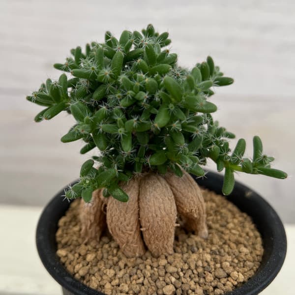 観葉植物 トリコディアデマ 姫紅小松 3号鉢植えの詳細画像5