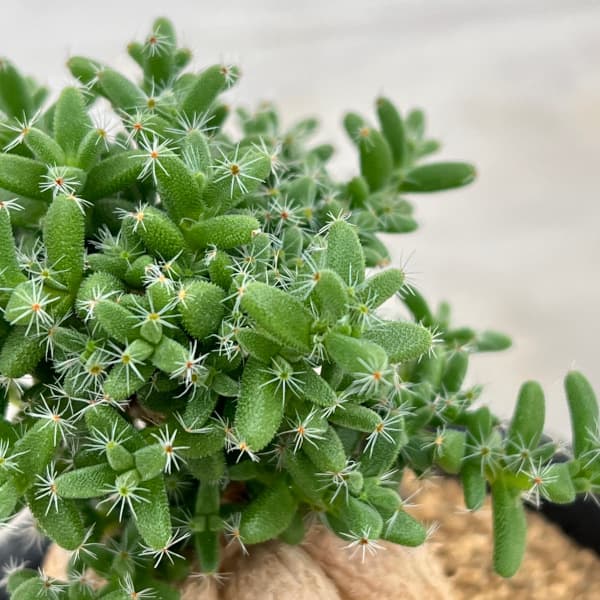 観葉植物 トリコディアデマ 姫紅小松 3号鉢植えの詳細画像1