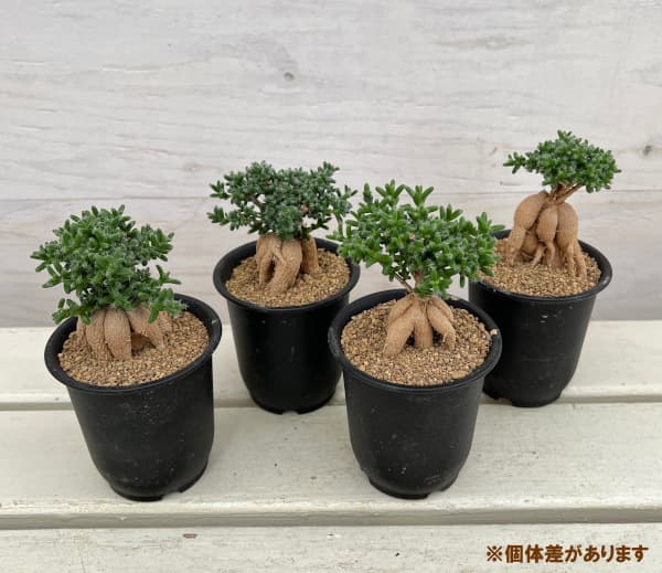 観葉植物 トリコディアデマ 姫紅小松 3号鉢植えの詳細画像2