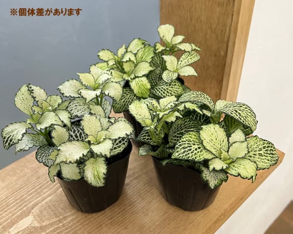 観葉植物/フィットニア：ホワイトスター　3号ポット｜engei｜05