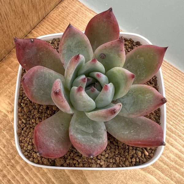 多肉植物　コロラータxホリコロ　ポットのまま 多肉植物 コロラータxホリコロ ポットのまま 多肉植物