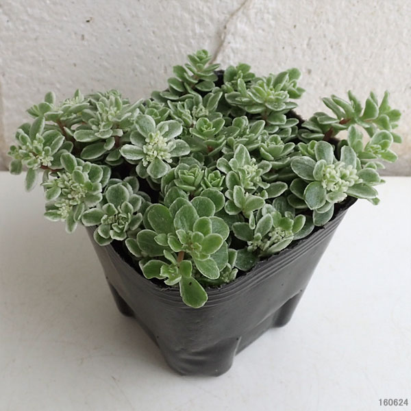 観葉植物 セダム 斑入りマルバマンネングサ3号ポットの詳細画像4