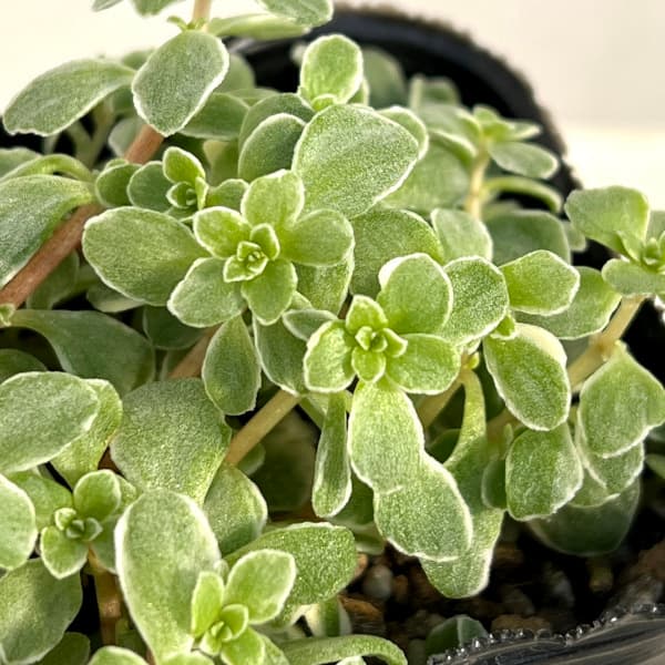 観葉植物 セダム 斑入りマルバマンネングサ3号ポットの詳細画像2