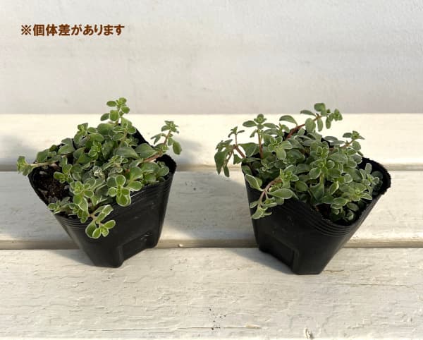 観葉植物 セダム 斑入りマルバマンネングサ3号ポットの詳細画像3