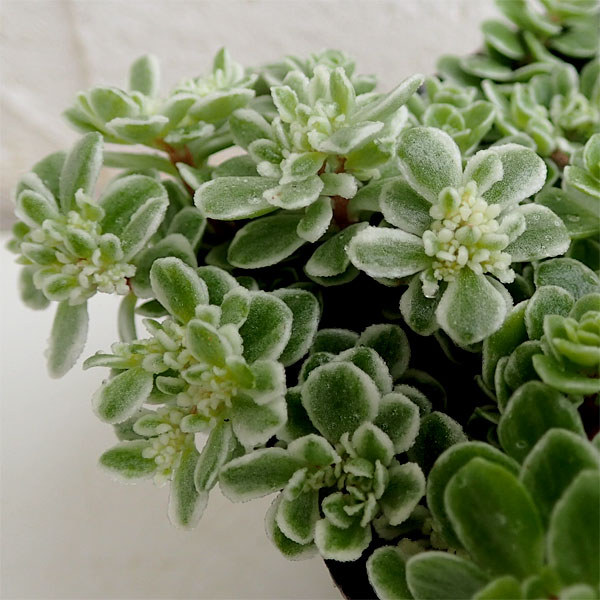 観葉植物 セダム 斑入りマルバマンネングサ3号ポットの詳細画像5