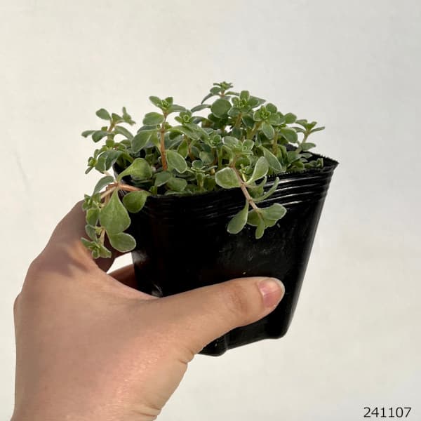 観葉植物 セダム 斑入りマルバマンネングサ3号ポットの詳細画像1