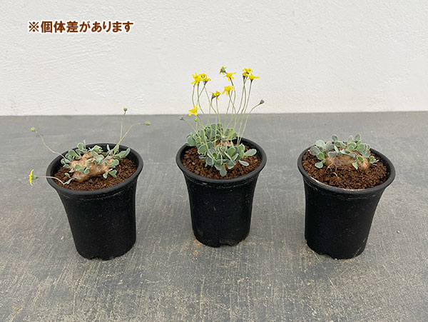 オトンナ ユーフォルビオイデス（花、ガーデニング）の商品一覧 通販