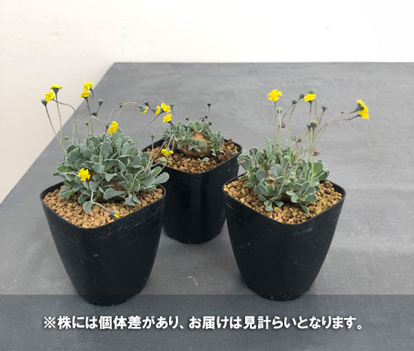 オトンナ ユーフォルビオイデス（花、ガーデニング）の商品一覧 通販