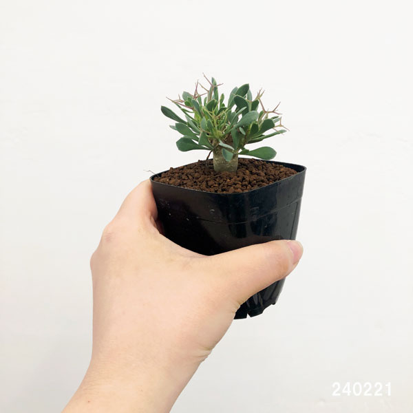 観葉植物 アーリーサマーセール オトンナ ユー...の詳細画像5