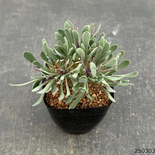 オトンナ ユーフォルビオイデス（花、ガーデニング）のおすすめ人気