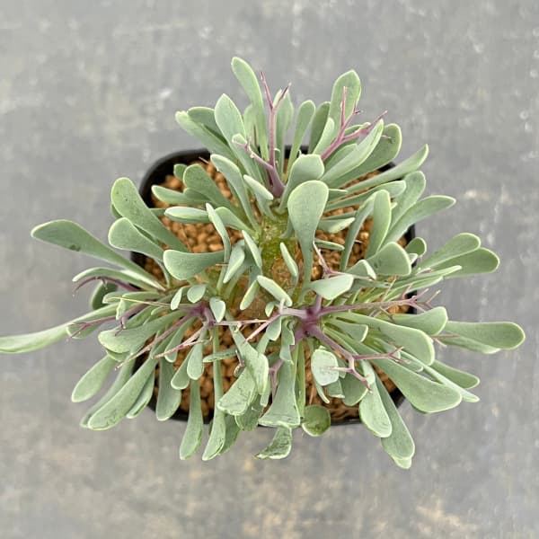 観葉植物 アーリーサマーセール オトンナ ユー...の詳細画像2