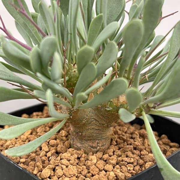 観葉植物 アーリーサマーセール オトンナ ユー...の詳細画像4