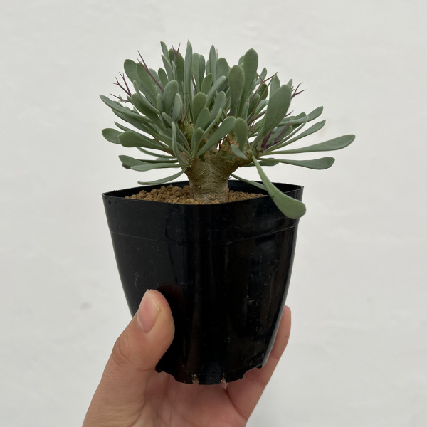 観葉植物 アーリーサマーセール オトンナ ユー...の詳細画像3