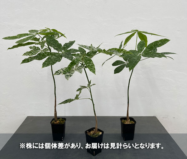観葉植物/パキラ：アクアティカ　斑入り（実生株）　2.5号ポット*｜engei｜06