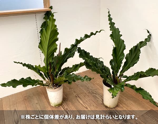 観葉植物/アンスリウム：フーケリー　7号鉢植え｜engei｜02