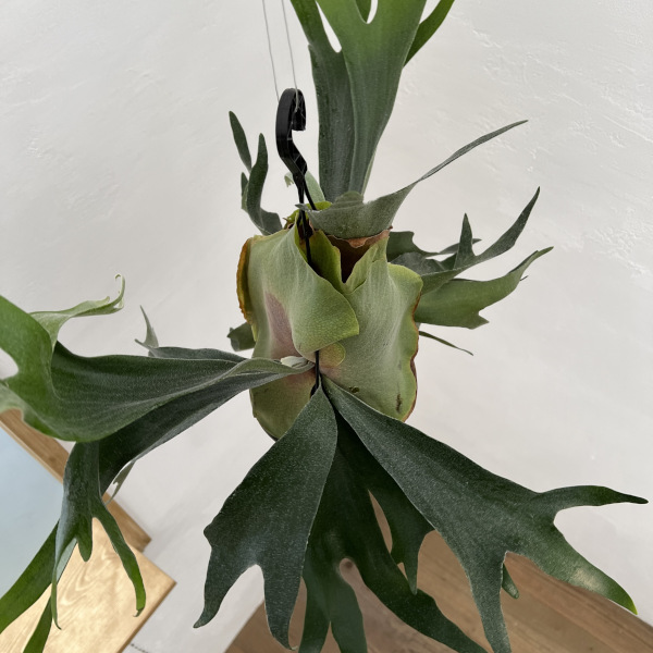 ビカクシダ ビフルカツムのおすすめ人気商品一覧 通販 - Yahoo