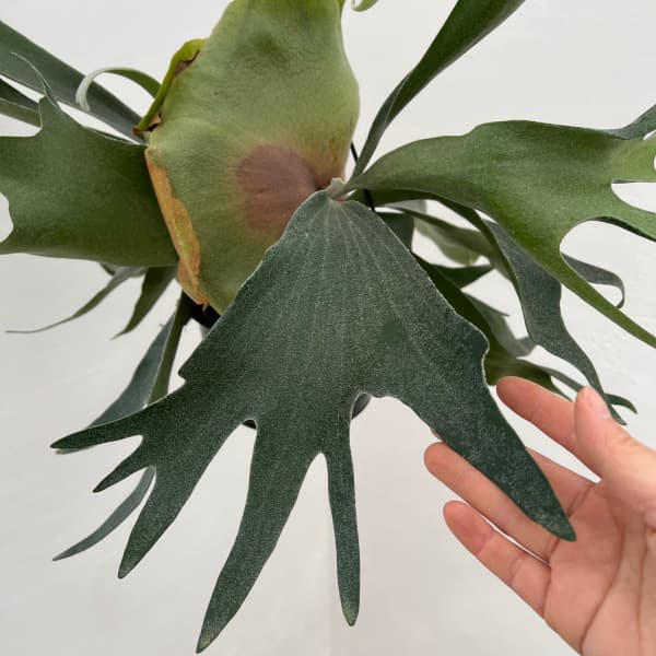 ビカクシダ ビフルカツムのおすすめ人気商品一覧 通販 - Yahoo