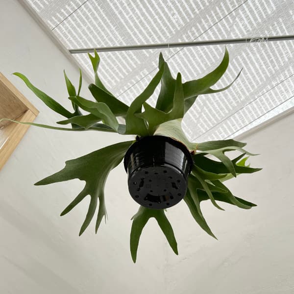 ビカクシダ ビフルカツムのおすすめ人気商品一覧 通販 - Yahoo