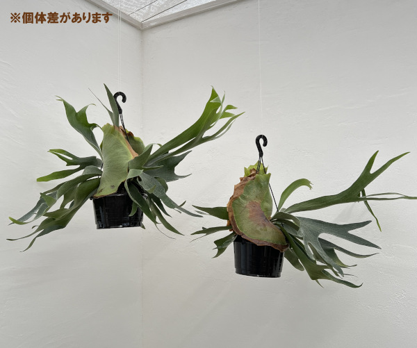 ビカクシダ ビフルカツムのおすすめ人気商品一覧 通販 - Yahoo