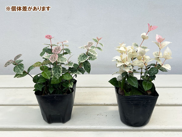 草花の苗 ハツユキカズラ3号ポットの詳細画像3