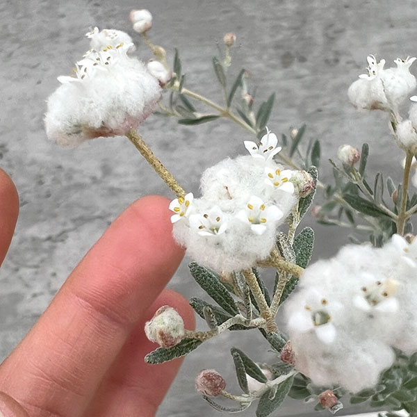 花木 庭木の苗 ディクラスティリス グラビフロ...の詳細画像5