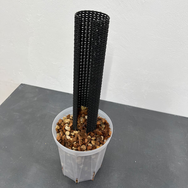 観葉植物のぼらセット(ネガミエル5号×ねこチッ...の詳細画像1