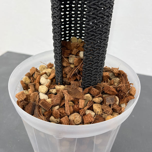 観葉植物のぼらセット(ネガミエル5号×ねこチッ...の詳細画像2