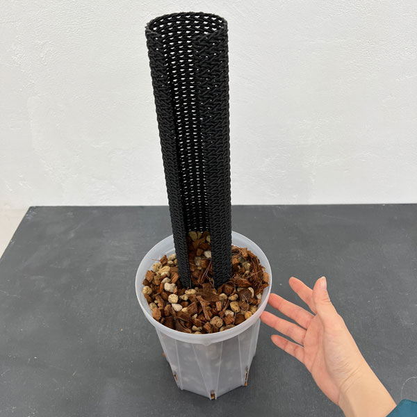 観葉植物のぼらセット(ネガミエル5号×ねこチッ...の詳細画像3