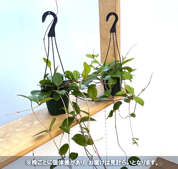 観葉植物/ホヤ：フンギー　4.5号吊り鉢｜engei｜02