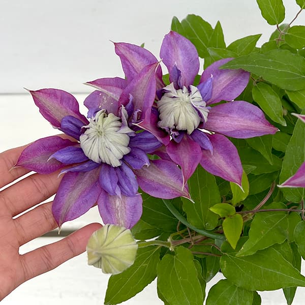 クレマチスの苗/クレマチス：マジックファウンテン4号ポット（早