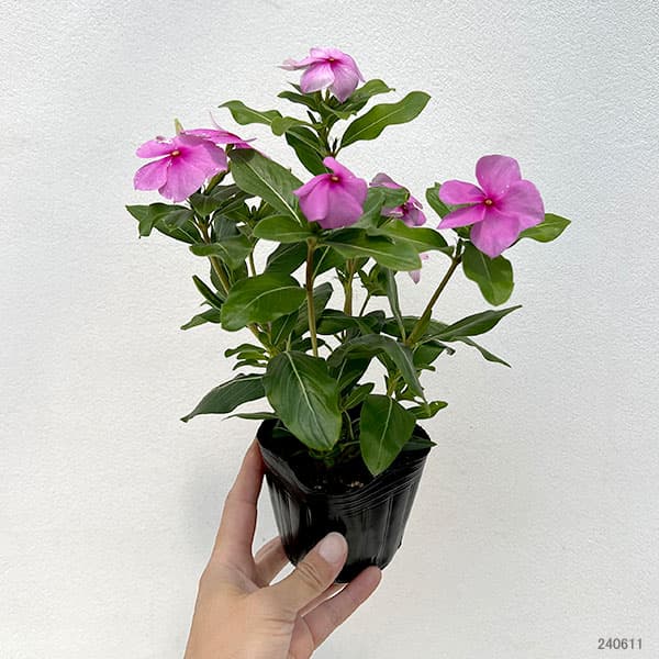 草花の苗 サマーセール (わけあり特価)ニチニ...の詳細画像2
