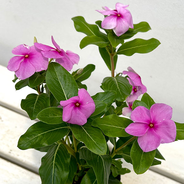 草花の苗 サマーセール (わけあり特価)ニチニ...の詳細画像3