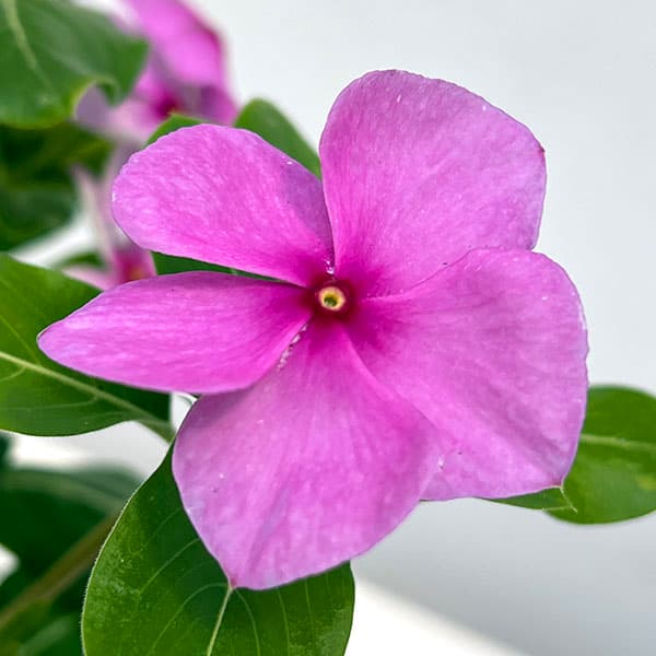 草花の苗 サマーセール (わけあり特価)ニチニ...の詳細画像4