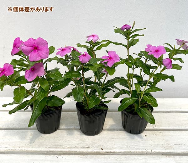 草花の苗 サマーセール (わけあり特価)ニチニ...の詳細画像5