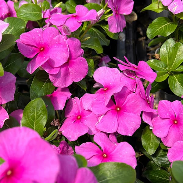 草花の苗 サマーセール (わけあり特価)ニチニ...の詳細画像1