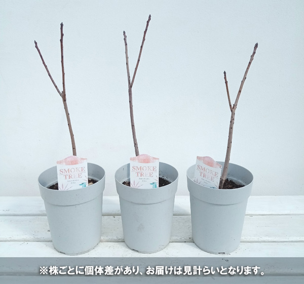 花木 庭木の苗/スモークツリー：クイン（赤葉赤花）4号鉢植え｜engei｜04
