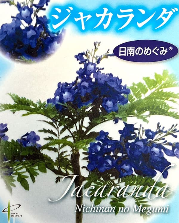 花木 庭木の苗/ジャカランダ：日南のめぐみ6号鉢植え : 234521 : 園芸ネット - 通販 - Yahoo!ショッピング