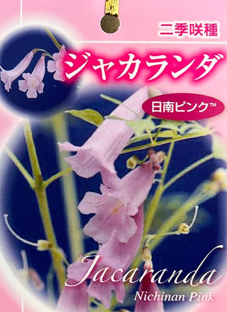 花木 庭木の苗/ジャカランダ：日南ピンク6号鉢植え｜engei｜10