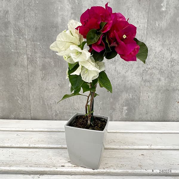 ブーゲンビレア チョコレートパフェ3.5号鉢植えの詳細画像3